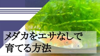 メダカをエサなしで育てる方法